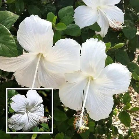 Hibiscus Flower White Easy Grow Plant Seeds