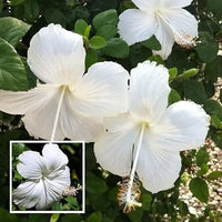 Hibiscus Flower White Easy Grow Plant Seeds