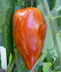 Speckled Roman Tomato Solanum lycopersicum seeds for garden planting