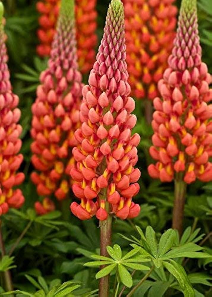 Heirloom Non-GMO Orange Lupine Flower Seeds for Tall Spikes and Pollinator Garden Planting