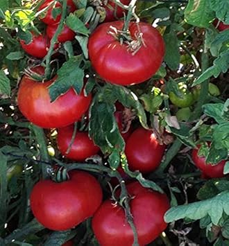 Tomato Vegetable Seeds for Planting – Red Variety 100 pcs