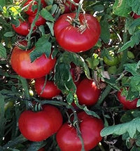 Tomato Vegetable Seeds for Planting – Red Variety 100 pcs