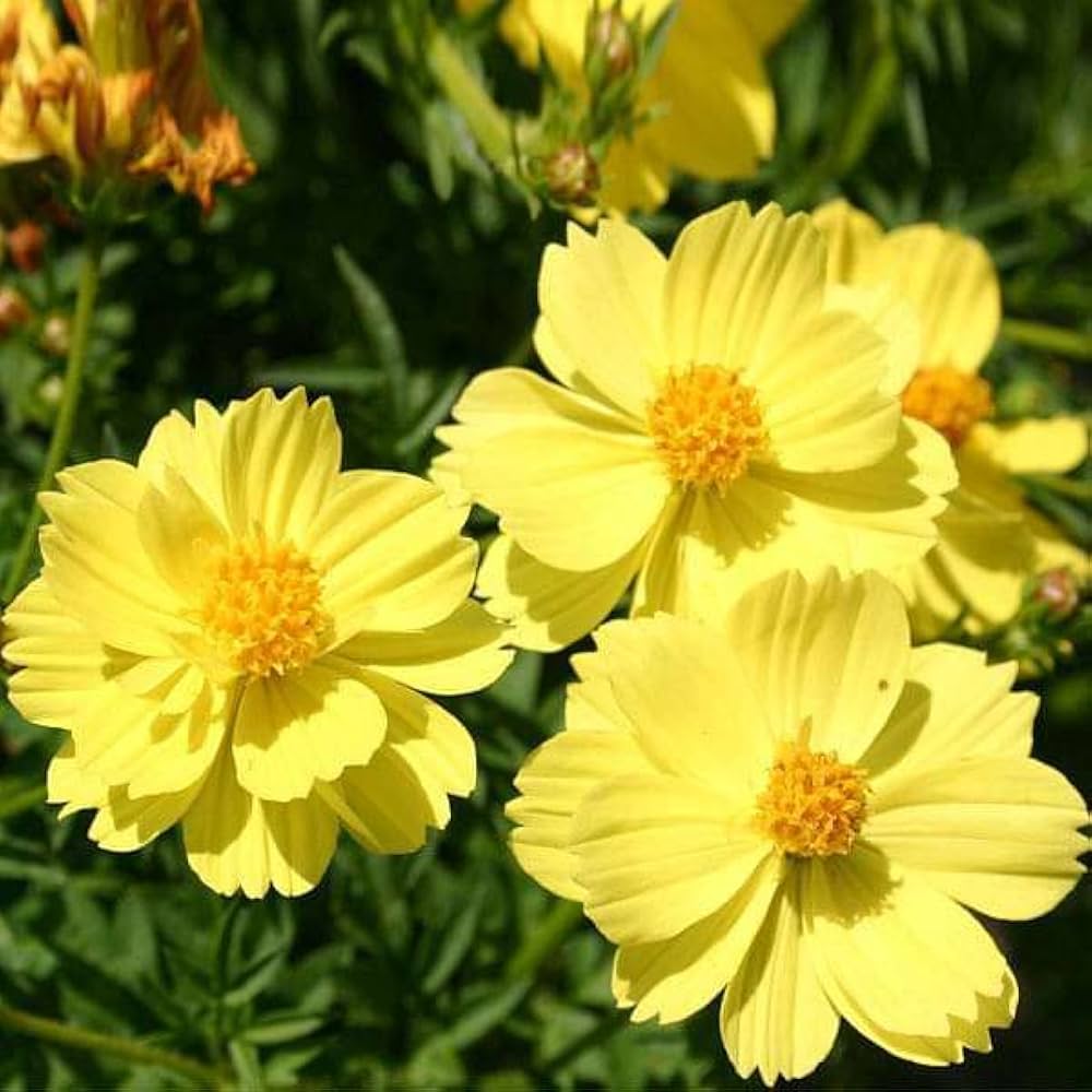 Cosmos- Sunset Yellow