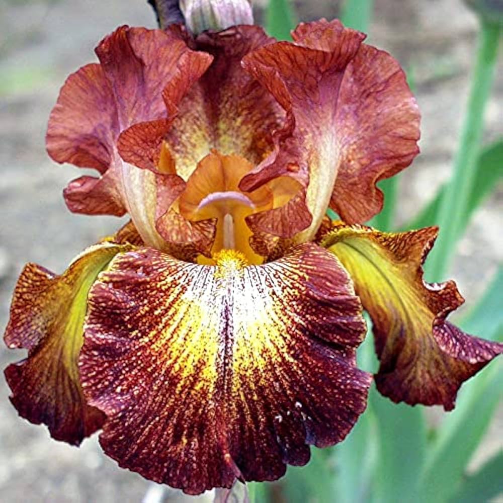 Dash of Spice Bearded Iris Seeds