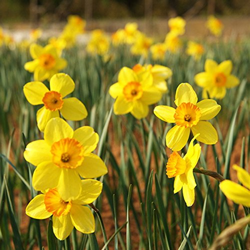Yellow Daffodils Flower Seeds for Planting – Non-GMO, Heirloom, Spring Blooms