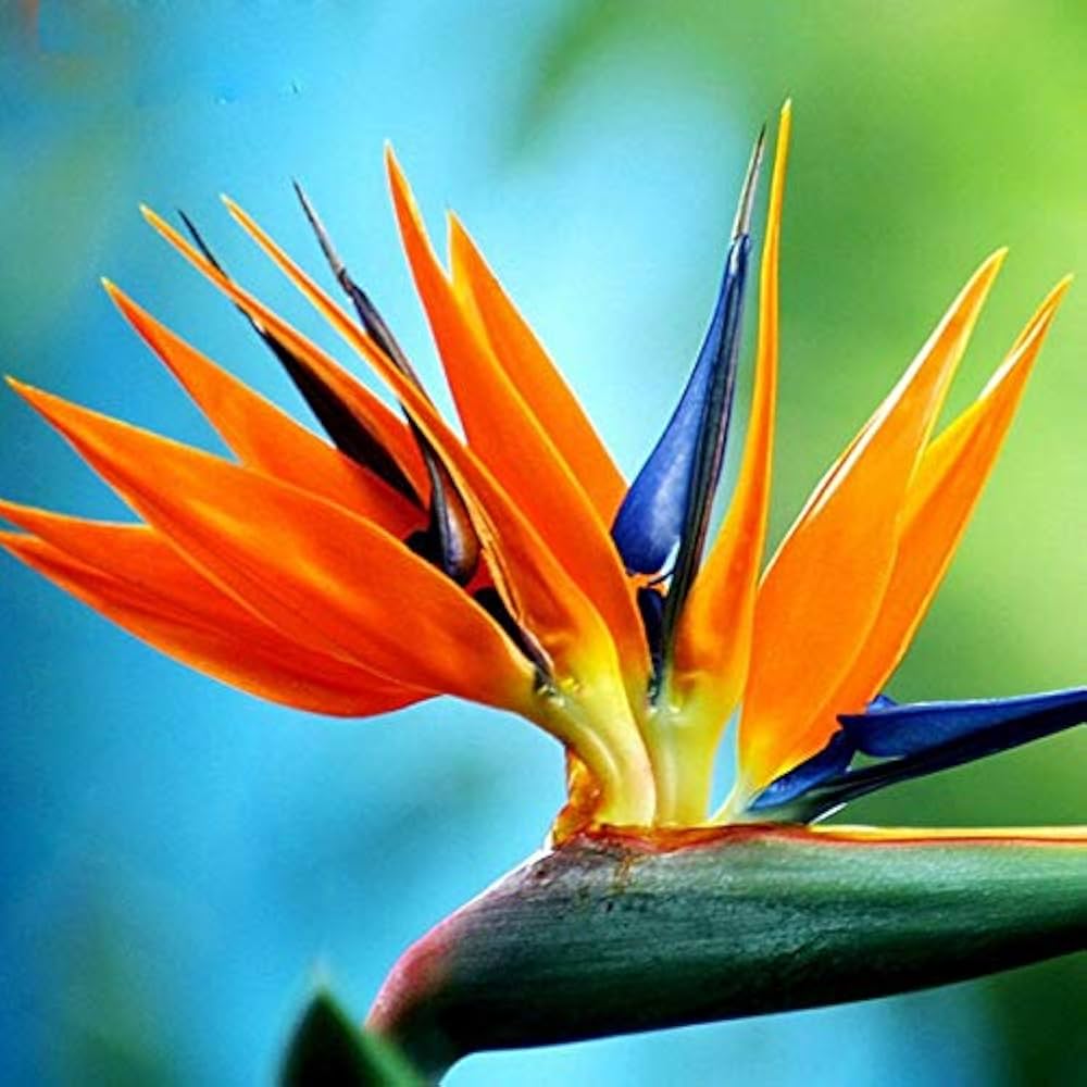 Strelitzia Bird of Paradise Mixed Colors Perennial Flower Seeds