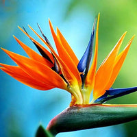 Strelitzia Bird of Paradise Mixed Colors Perennial Flower Seeds