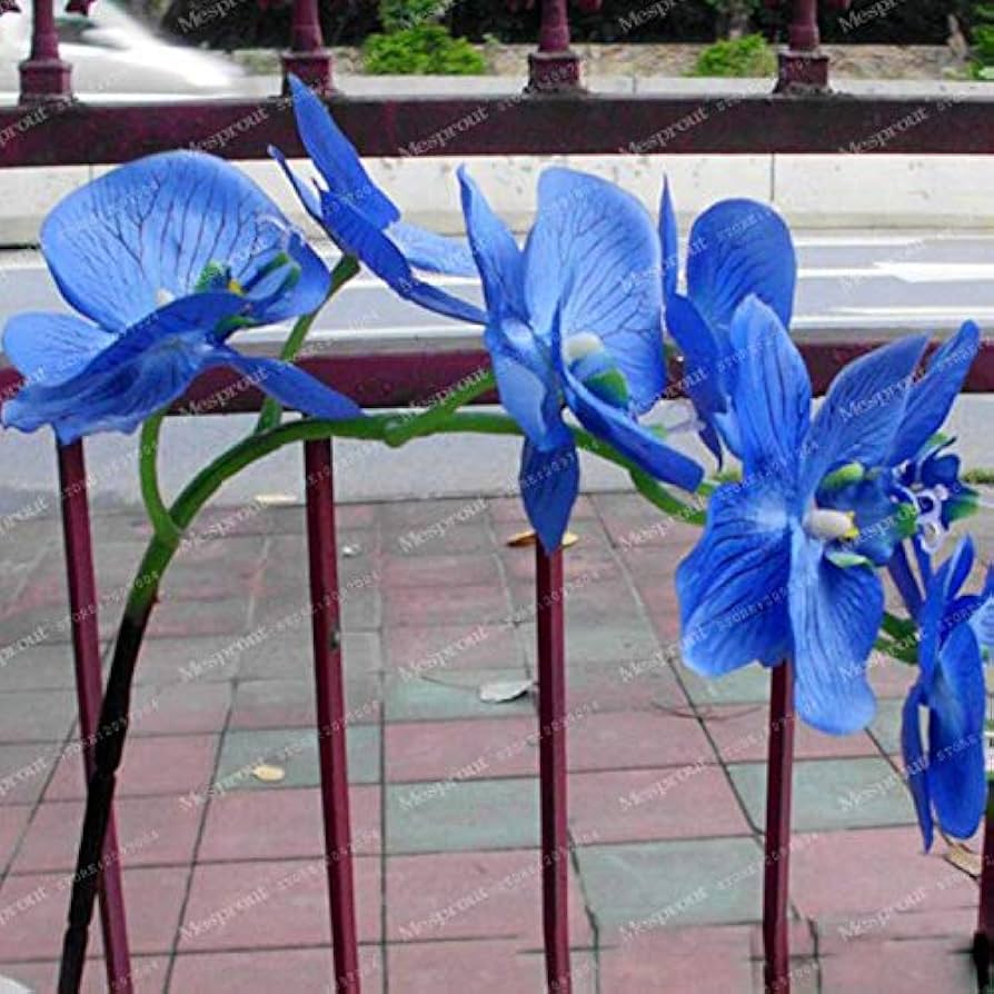 Rare Butterfly Orchid Indoor Flower Seeds