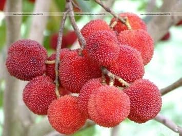 Red Myrica Rubra Fruit Seeds for Gardening – Premium and High Quality Seeds for Planting