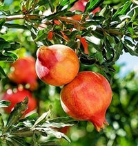 Orange Pomegranate Fruit Seeds for Planting- Juicy & Classic Tart-Sweet Flavor, Heirloom Seeds