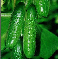 Green Cucumber vegetable seeds – fresh fruit cucumber variety