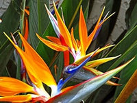 Bird of Paradise Flower Seeds for Planting, 100 pcs