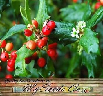 Red Ilex Opaca Plant Seeds - A Hardy and Ornamental Shrub for Your Landscape 100 pcs