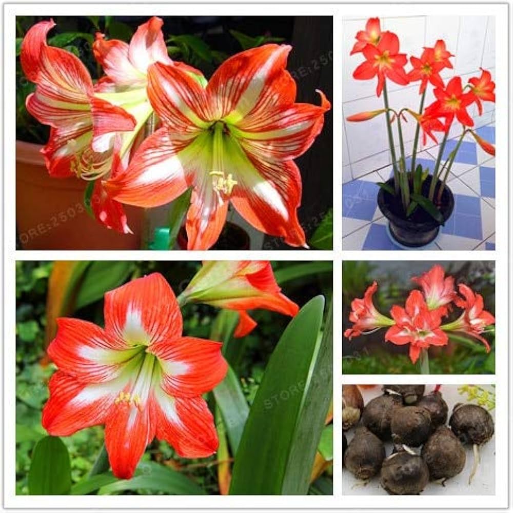 Hippeastrum Barbados Lily Flower - for planting in home garden