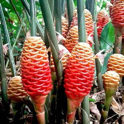 Organic Ginger - for planting in home garden