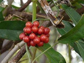 Tiliacora plant seeds for planting
