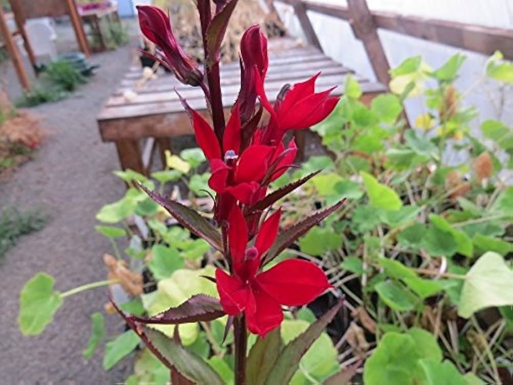 Lobelia (Vulcan Red flower) for planting in garden
