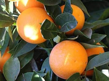 Lemon Tree Citrus limon orange variety seeds for planting in home garden