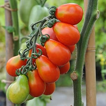 Red San Marzano Tomato Seeds for Planting Red Yellow
