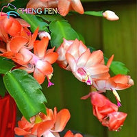 Purple Schlumbergera Flower Seeds for Planting - 100 pcs