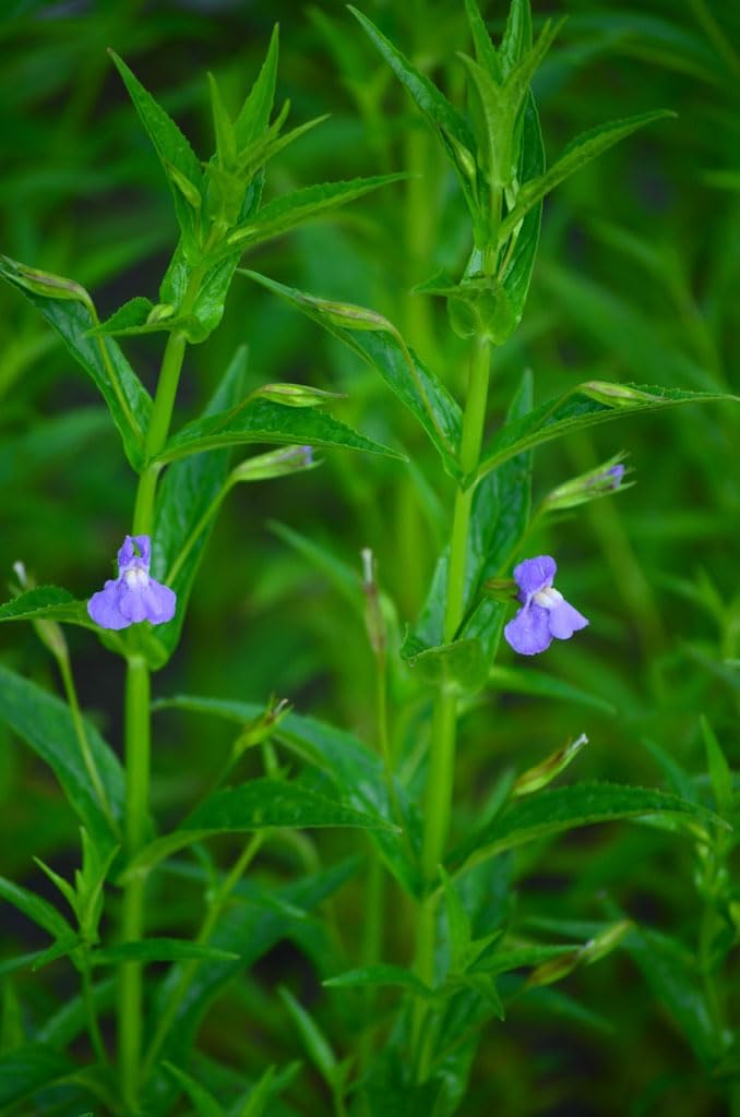 Heirloom Non-GMO Mimulus Ringens Flower Seeds for Planting – Hardy Wetland Perennial Blooms - Non-GMO for planting in home garden