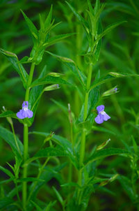Heirloom Non-GMO Mimulus Ringens Flower Seeds for Planting – Hardy Wetland Perennial Blooms - Non-GMO for planting in home garden
