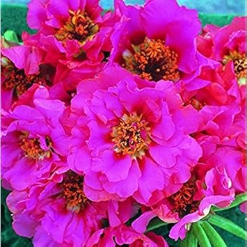 Pink Portulaca Rose Heirloom Non-GMO Seeds for Planting