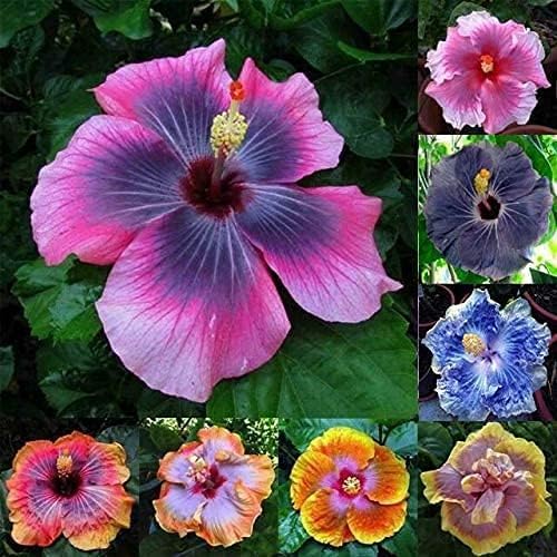 Giant Hibiscus Flower - for planting in home garden