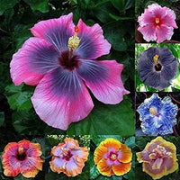 Giant Hibiscus Flower - for planting in home garden