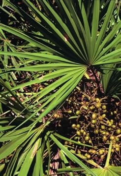 Green Serenoa Plant Seeds for Planting heirloom & Non-GMO Seeds