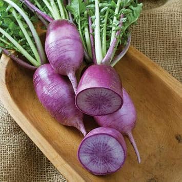 Rainbow Radish Seeds for Planting Violet - 100 pcs