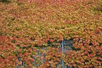 Yellow Red Boston Ivy Seeds for Planting-Heirloom & Non-GMO Seeds for planting