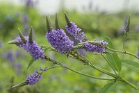 Vervain Hastata Flower Seeds for Garden Planting – Heirloom, Non-GMO Hardy Wildflower Variety