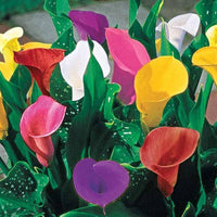 Calla Lily Elegant Indoor Flower Seeds