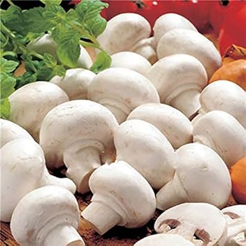 Mushroom Seeds for Planting, White, 100 pcs