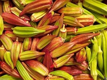 Red‑Green Okra Abelmoschus esculentus seeds for garden planting