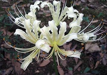 Lycoris Radiata White Seeds – Organic, Heirloom, Non-GMO Flower Seeds for Planting