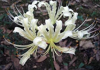 Lycoris Radiata White Seeds – Organic, Heirloom, Non-GMO Flower Seeds for Planting
