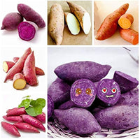 Mixed Sweet Potato Seeds for Planting - Assorted Varieties - heirloom & Non GMO Seeds