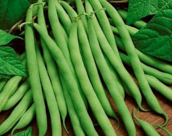 Green Bush Bean Phaseolus vulgaris seeds for garden planting