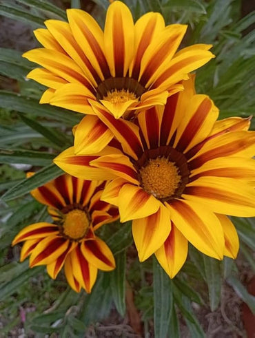 Treasure Flower Gazania Rigens Flower Seeds for Planting in Sunny Borders and Rock Gardens