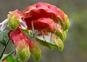 Pachystachys (Pachystachys scientific name) for planting in garden
