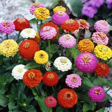 Zinnia flower Zinnia elegans seeds for planting in perennial home garden with vibrant 25-color bloom variety