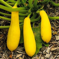 Straightneck Pumpkin Organic Heirloom Vegetable - for planting in home garden