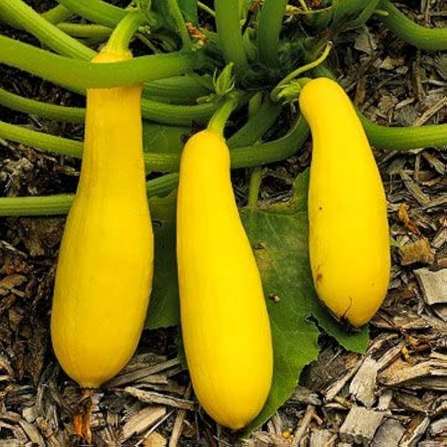 Straightneck Pumpkin Organic Heirloom Vegetable - for planting in home garden