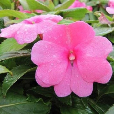 New Guinea Impatiens Divine Lavender flower seeds for colorful tropical displays