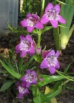 Heirloom Non-GMO Purple Beardtongue Flower Seeds for Unique Garden Accents and Outdoor Planting