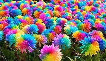 Heirloom Non-GMO Chrysanthemum Flower Seeds for Planting – Perennial Garden Blooms