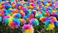 Heirloom Non-GMO Chrysanthemum Flower Seeds for Planting for planting in home garden