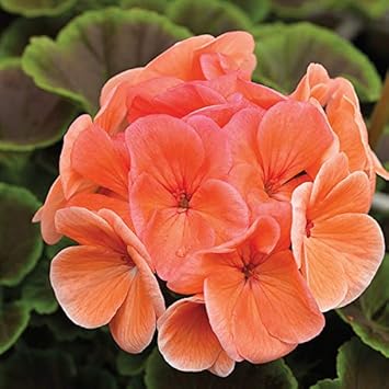 Heirloom Non-GMO Peach Geranium Flower Seeds for Planting – Soft Colorful Blooms for Garden